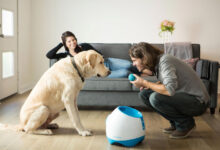 What Are The Best Accessories For Dogs
