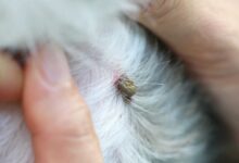 Ticks: What are the Risks for Dogs- You Need Know