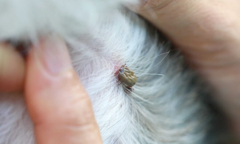 Ticks: What are the Risks for Dogs- You Need Know